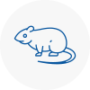 Rat Control Pimlico