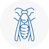 Pimlico Wasp Nest Removal